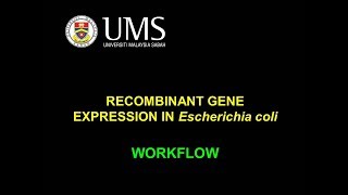 Protein Expression Workflow [upl. by Ivan832]