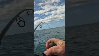 Fishing Hervey Bay fishing fishon fish queensland [upl. by Nosmas]