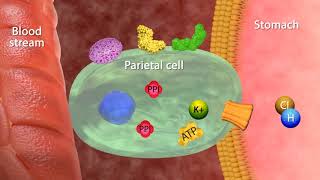 Mechanism of Action Proton Pumps Inhibitors [upl. by Dari]