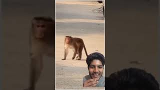 Prank 🤣on monkey 🐒  bunnyhelmet funnyshorts mrcrazy [upl. by Taryn]