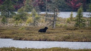 Madness and Joy Adirondack Backpacking in every month of the year [upl. by Aryt39]