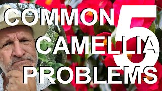 Common Camellia Problems and Treatment and Recovery [upl. by Eerdua]