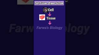 Cell Tissue Organ System [upl. by Netsirk]