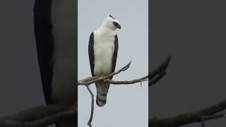 White and black kites eagle 🦅Bnaqvi110 animals viralshort terenging viralreels wildlife [upl. by Akzseinga]