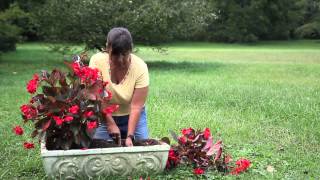 How to Replant Begonias  Begonias [upl. by Nitsirhc]