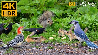 Cat TV for Cats to Watch 😺 Nonstop Chipmunks Birds Squirrels 🐿 8 Hours 4K HDR 60FPS [upl. by Nyvets991]