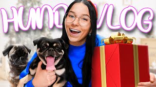 Die HUNDE WELPEN haben GEBURTSTAG 🐶🎉  Hunde Vlog 1 [upl. by Lilli]