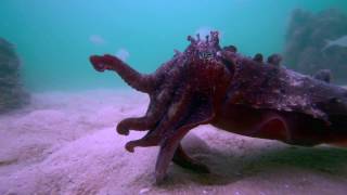 Cuttlefish eats fish alive [upl. by Nari]