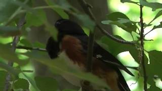 Rufous Sided Towhee call [upl. by Netti]