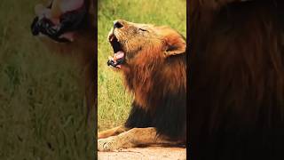 lions roaring in the jungle  lions roaring sound  wildlife natureanimal shorts viralreels [upl. by Emmett]