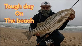 SURF FISHING STRIPED BASS [upl. by Walston]