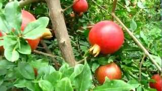 Pomegranate cultivation in India  excellent quality [upl. by Lord]