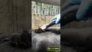 FarmPro Cordless Cattle Clipper 3 [upl. by Edlun238]