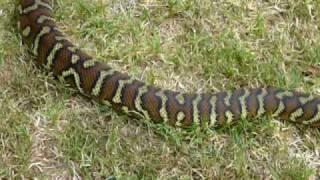 Morelia Bredli  Centralian Carpet Python [upl. by Eniliuqcaj]