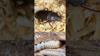 Are you dealing with WoodBoring Beetles Signs of Woodworms  DoMyOwncom woodboringbeetle [upl. by Eatnuhs]