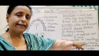 The teeth Dentition 9th ICSE [upl. by Mihcaoj189]