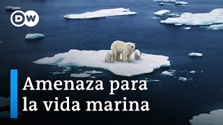 Cambio climático bajo el agua  ¿puede sobrevivir la vida marina  DW Documental [upl. by Sprung922]