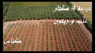 Ferme 4 hectares Plantée Meknes فيرمة 4 هكتا رات [upl. by Kilk695]