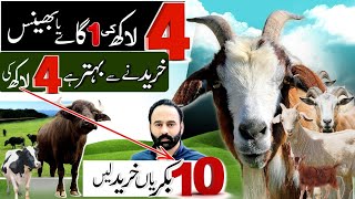 1 cow ki qimat main 10 goats a jati hain  goat farming [upl. by Kennie395]