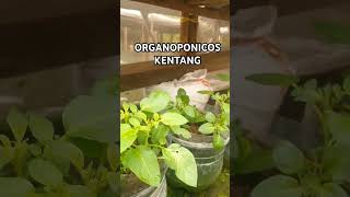 Organoponicos Pembibitan Kentang [upl. by Sivat893]