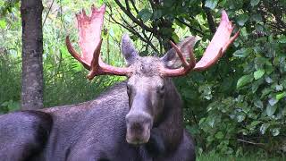 Bull Moose at Rest in Alaska My Big Back Yard [upl. by Atilrak]