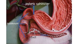 Medical terms 11 Gastrointestinal system [upl. by Mada64]