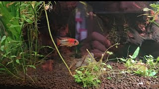 Apistogramma Macmasteri This fish is amazing [upl. by Noryk]