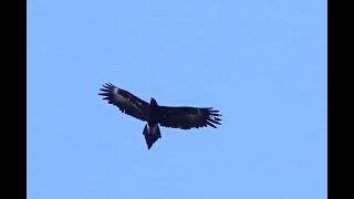 Wedgetailed Eagle flying over the Moggill Forest [upl. by Arul]