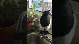 Magpie talking in Kitchen [upl. by Good]