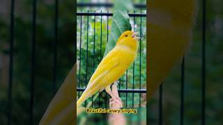 Beautiful Canary Singing canarysinging canario canarysingingtrainig kenarirollpanjang kenari [upl. by Tepper]