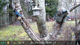 Stellers Jays Grey Squirrels and other backyard guests part 1 some audio [upl. by Benoit]