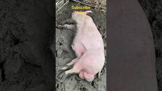 Pig farming shortvideo [upl. by Ennyl]