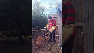 Can a Belgian Malinois Take Out Freddy Krueger [upl. by Zurkow581]