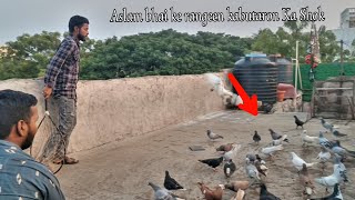 Aslam bhai ke Rangeen kabutaron Ka Shok Hyderabad [upl. by Moina40]