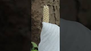 Spathiphyllum montanum flower  happy through  beautiful flowers  beautiful through [upl. by Torto]