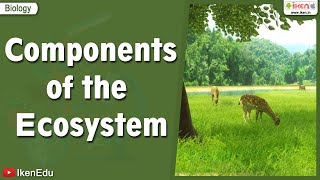 Components of the Ecosystem  Science videos  iKen  iKen Edu  iKen App [upl. by Eiroc]