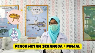 Pengawetan Serangga Mounting  Pinjal [upl. by Anaidiriv275]