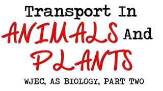 WJEC AS BIOLOGY REVISION BY2  Transport In Animals And Plants Part Two [upl. by Rehtaeh43]