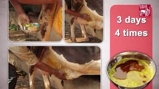 Ethnoveterinary formulation for udder oedema English [upl. by Tray550]