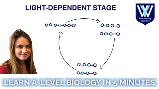 Photosynthesis Lightindependent stage  Learn ALevel Biology in 5 minutes [upl. by Locke]