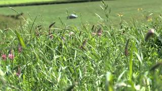 Cotswold Seeds First Hand Sainfoin [upl. by Lien]