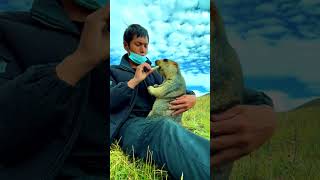 Cute Wild animal bobak marmot or prairie dog eating cookies yummy 20 [upl. by Renraw]