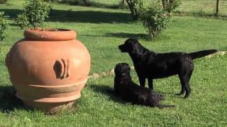 Allevamento Labrador Professionale i Poggetti affisso di Casa Biagini [upl. by Adabel]