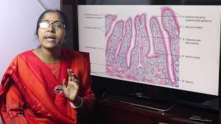 Lecture On Microscopic Structure Of Palatine Tonsil [upl. by Drarej]