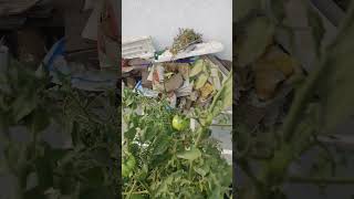 Tomato plant  Cherry Tomato  Ghar Ki Bagiya  plantcaretips gardening [upl. by Seel13]