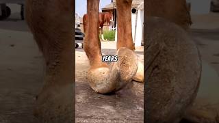 neglected homeless horse hooves trimmed for the first time horse hoof hooves animal shorts [upl. by Garnette]