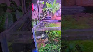 THIS IS MY PLANTED TANKPART 5 samsungs24ultra pleasesubscribe aquarium [upl. by Llerret]