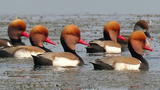 Beautiful Red Crested Pochard Ducks In The Lake [upl. by Vonni]