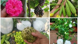 ప్రతి ఫ్రూట్ మొక్క గురించి చెప్తూ చూపిస్తూ Amezing HarvestLikeandShare [upl. by Gamin]