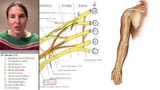 Nerves 5 Nerve Plexuses [upl. by Yeknarf]